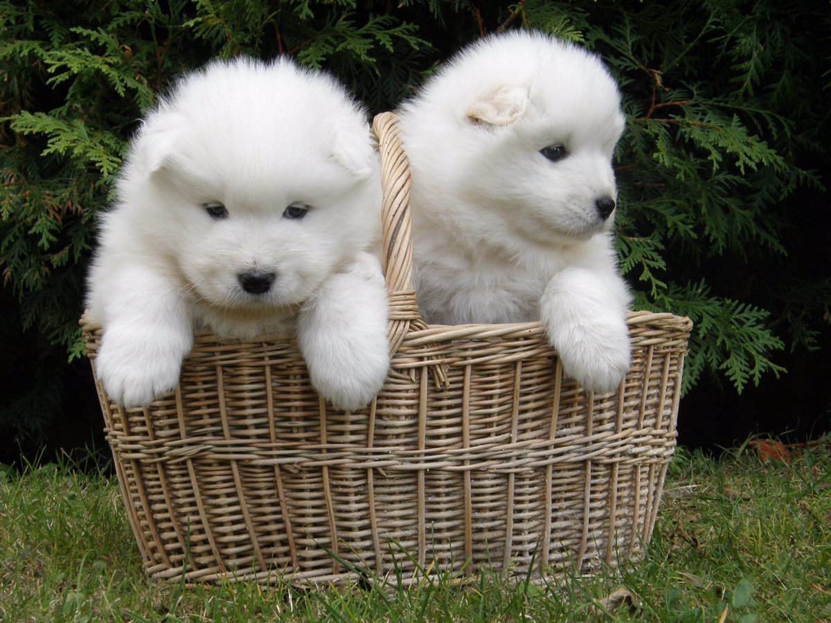 CrazyChowChow's tweet photo. Gaaah, they're little puffys in a basket!!😍#Samoyed https://t.co/PH8EBDZZRT