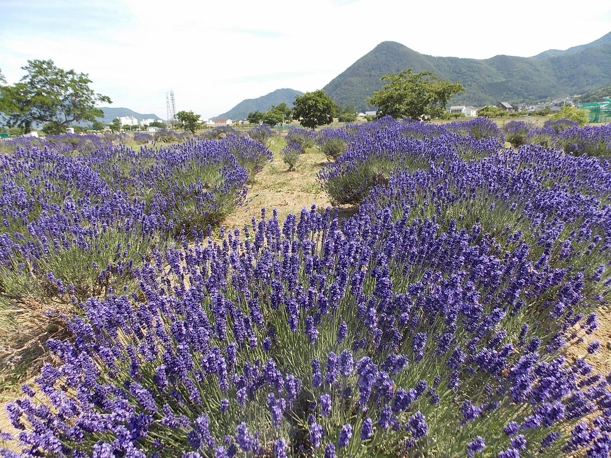 naganoken_net's tweet photo. 千曲市上山田河川敷にある萬葉の里ラベンダーは今が見頃です♪
数日後には１人３０本まで無料でもらえるみたい⁈ https://t.co/KheCcIGUGJ