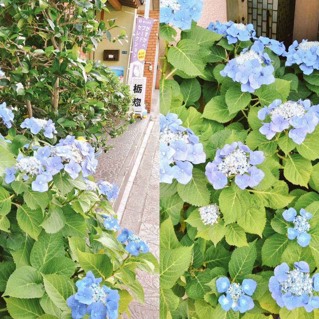栃惣せんべい 店先に綺麗な花が咲き始めました 白い綿のような 銀梅花 ギンバイカ いい香りが漂ってきます 紫陽花は日ごとに色が鮮やかになっています 街灯には祭りの半纏デザイン 粕壁宿 ペナントが飾られています 春日部 粕壁宿 春日部夏まつり 栃惣せんべい 店先に綺麗な花が咲き始めました 白い綿のような 銀梅花 ギンバイカ いい香りが漂ってきます 紫陽花は日ごとに色が鮮やかになっています 街灯には祭りの半纏デザイン 粕壁宿 ペナントが飾られています 春日部 粕壁宿 春日部夏まつり