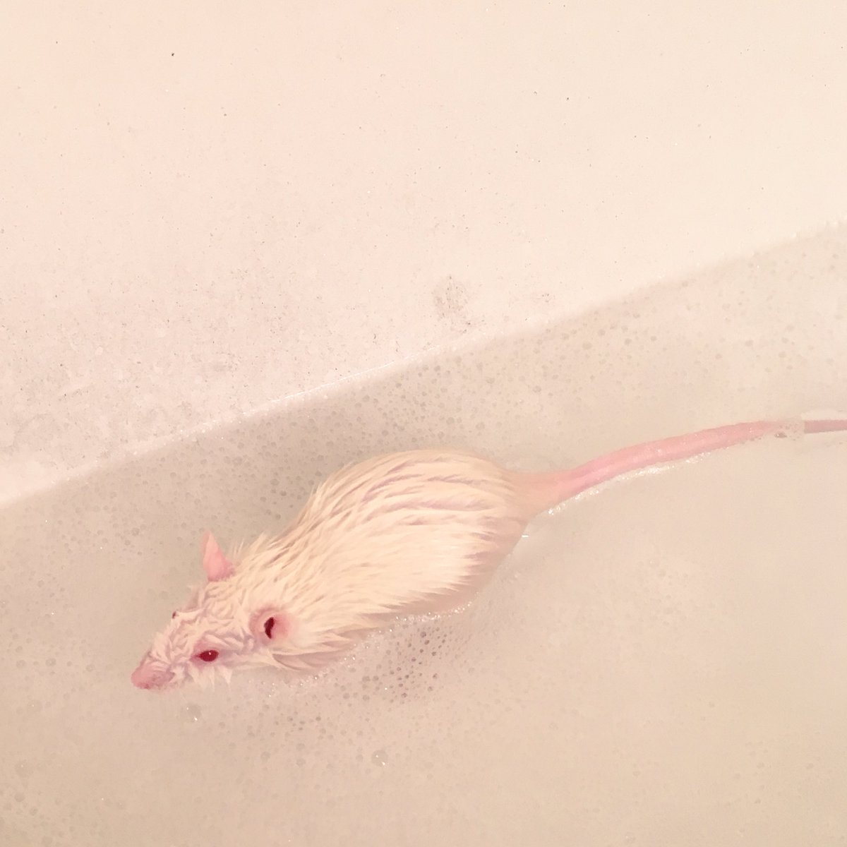 Does she or does she not look like a porcupine anteater hybrid?