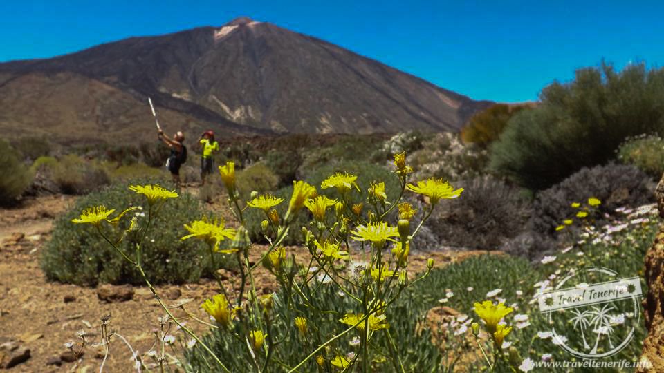 Experience the great outdoors on our Trekking Teide excursion! 

Click here! > buff.ly/2sps43y

#TravelTenerife #TravelTuesday
