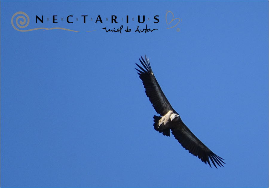 Miel Nectarius tweet media