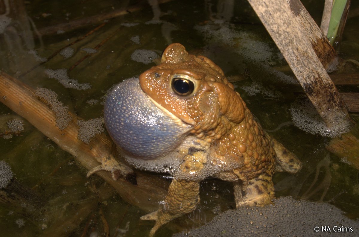 BeingFarhad's tweet photo. Who is more proud? The #AmericanToad or the #CanadianToad? #TOADallyCool 🐸 https://t.co/uRVeNce7Va #ClimateChange