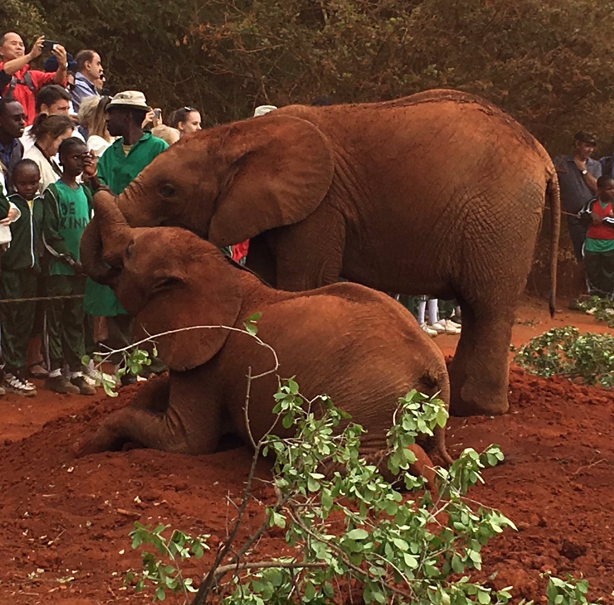 Orphaned Baby Elephants being fed milk at #DavidSheldrickWildlifeTrust...they look so cute!!! #Kenya #Nairobi