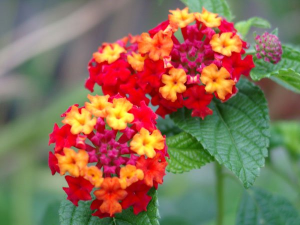 世界の花図鑑 ランタナ 七変化 と呼ばれていて花の色が変化する神秘的な花 赤 オレンジ 黄色 ピンク 白など色鮮やかな色が存在します 花言葉は 確かな計画 T Co 0uqrui5hmu Twitter