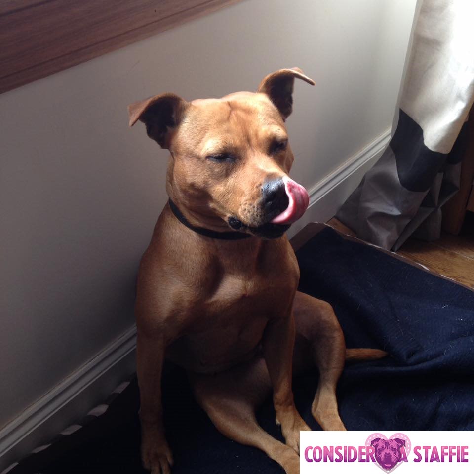 ConsiderAStaff's tweet photo. Eden - Friday's Staffie of the Day! https://t.co/uzd1g6FzxN #staffie #staffiesmiles #dogs #doglovers #DogLover #dogsoftwitter #dogtweets https://t.co/O98jqvM50f
