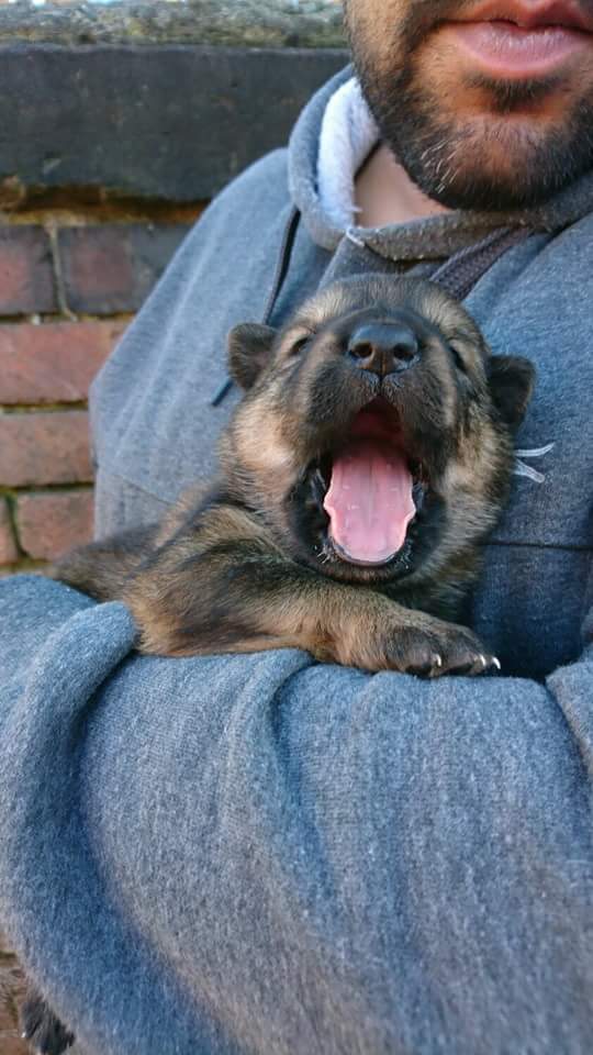 Lijeczko's tweet photo. Look at how cute my girl was as a tiny pup! 😍 #puppylove #dog #socute https://t.co/VCzZFoFZhE