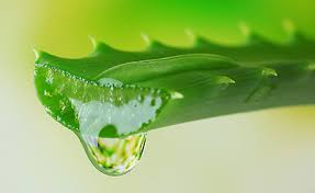 soil_tech's tweet photo. Teelttip zomer; #bladbemesting en weerbaarheid. Lees de hele tip:
https://t.co/ZIma8WOzvg #boomkwekerij #containerteelt #vollegrondsteelt https://t.co/zmkXj1Hkg4