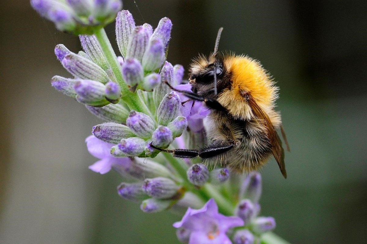 Join <a href="/BumblebeeTrust/">Bumblebee Conservation Trust</a> for a #bee ID and survey workshop, book here: exmoor-nationalpark.gov.uk/get-involved/e… <a href="/bwars2000/">BWARS</a> <a href="/Buzz_dont_tweet/">Buglife</a>