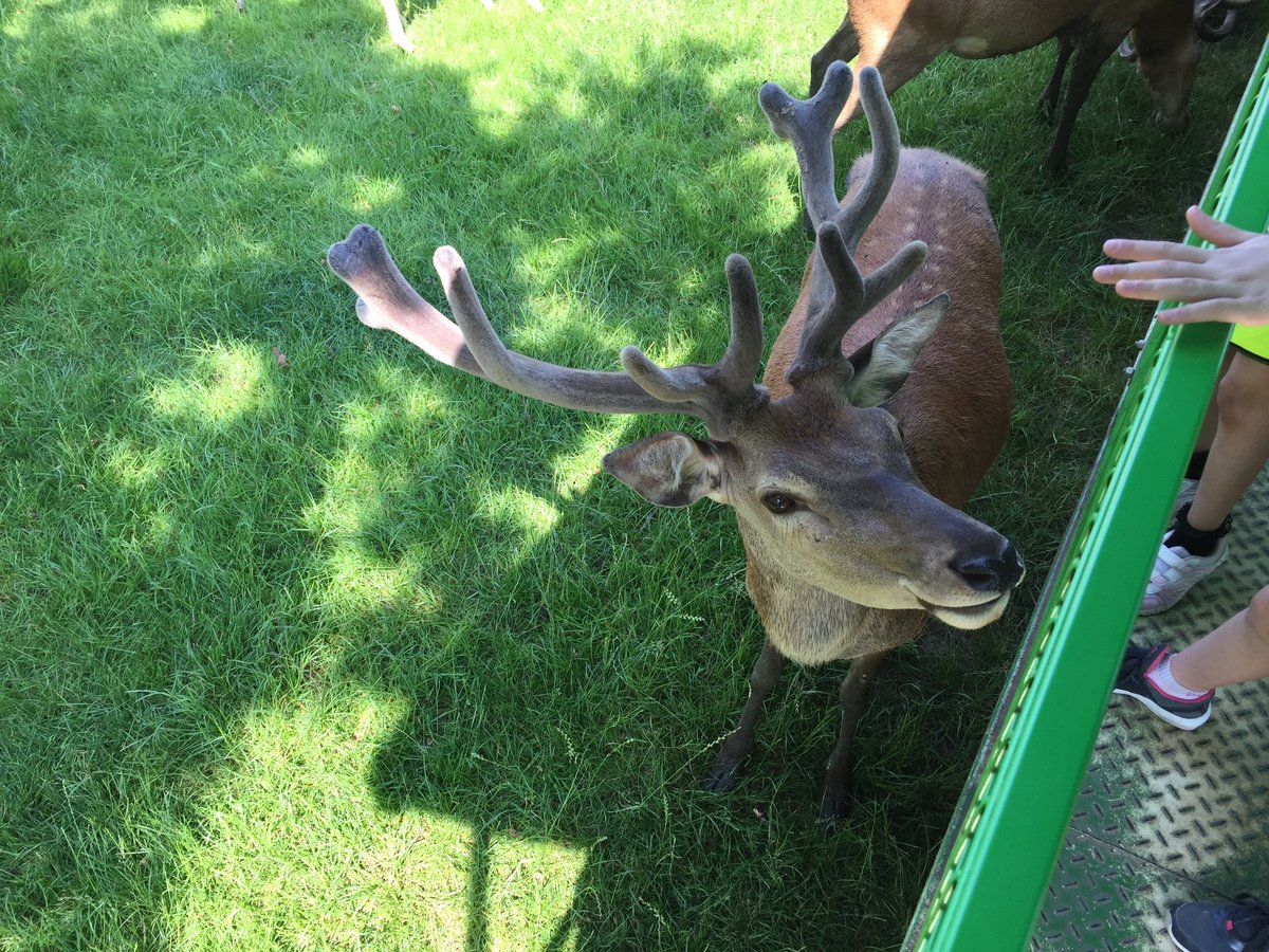 winnershprimary's tweet image. Year 2 at Bucklebury Farm #year2learning