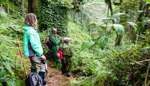 EcoUgandaSafari's tweet photo. #How to #Safely #Track_Primates on a #Safari in #Uganda and #Rwanda, #Best_tips to follow
https://t.co/2g9jdZ0HN9 https://t.co/2iTAvepVrs