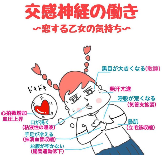 ゴロ 解剖生理イラストさん のツイート 神経 の検索結果 2 Whotwi グラフィカルtwitter分析 ゴロ 解剖生理イラストさん のツイート 神経 の検索結果 2 Whotwi グラフィカルtwitter分析