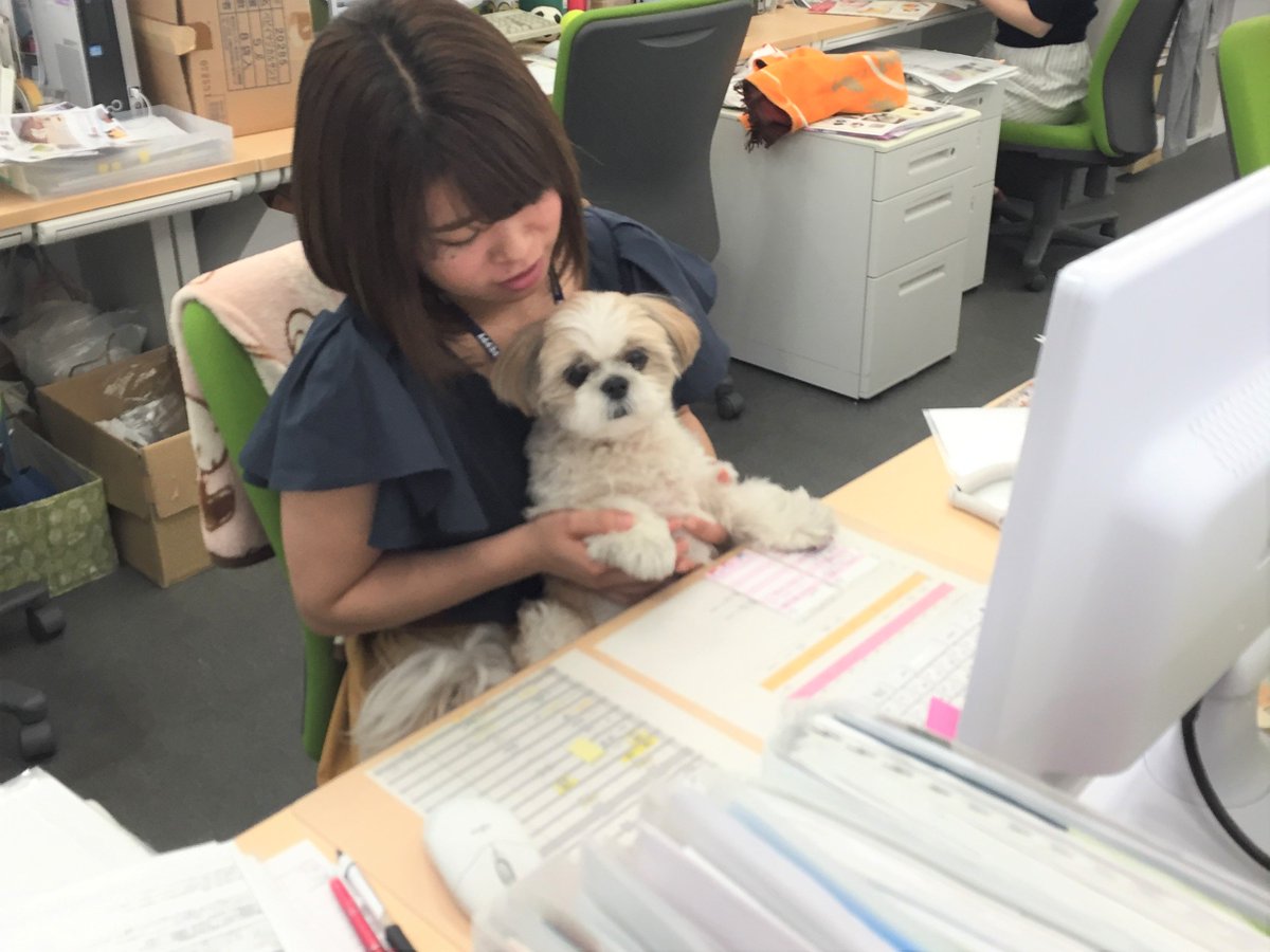 ペピイ スタッフ犬ぽんずちゃん デスクで一緒にお仕事中 打ち合わせも参加しイスの陰から見守り中 Peppy ペピイ いぬ ねこ スタッフ犬 ぽんず T Co Axy2jbdrch ペピイ スタッフ犬ぽんずちゃん デスクで一緒にお仕事中 打ち合わせも参加しイスの陰から見守り中 Peppy ペピイ いぬ ねこ スタッフ犬 ぽんず T Co Axy2jbdrch