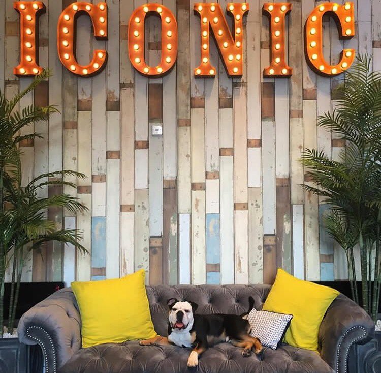 IconicOffices's tweet photo. We're pumped to take part in @DogsTrust_IE #BringYourDogToWorkDay. Stayed tuned this Friday to see Jackson meeting lots of new office pals🐶 https://t.co/zcx21CBDKj