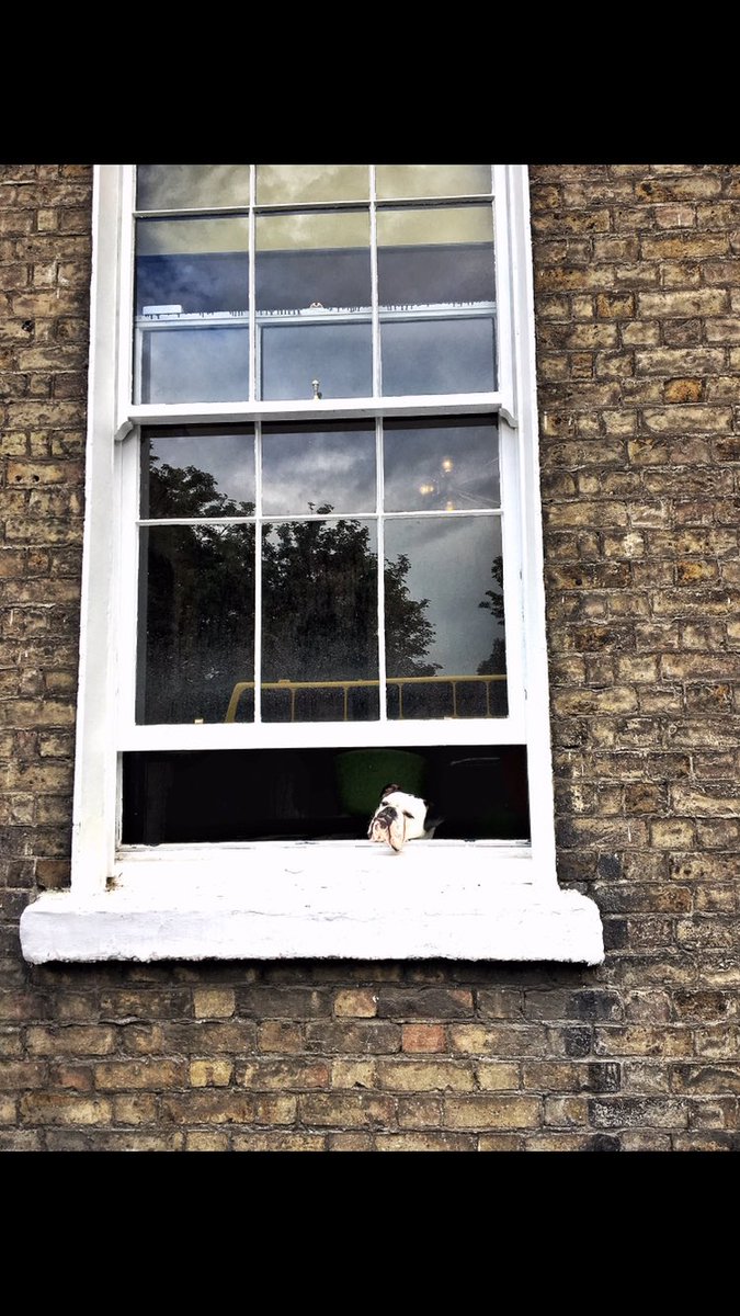 We're pumped to take part in <a href="/DogsTrust_IE/">Dogs Trust Ireland</a> #BringYourDogToWorkDay. Stayed tuned this Friday to see Jackson meeting lots of new office pals🐶