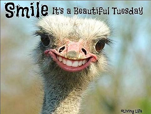 gurugraphicsltd's tweet image. Happy Tuesday from Guru Graphics! #GuruGraphics #webdevelopment #TuesdayMotivation #like4likeback #likeforlike #Webdesign #Croydon #London