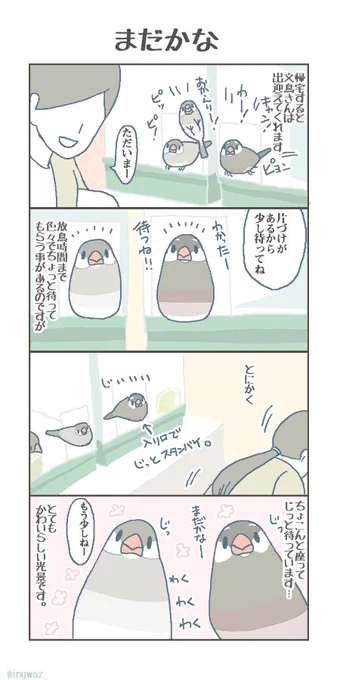 まだかな。

#buncho #jabvasparrow #文鳥 