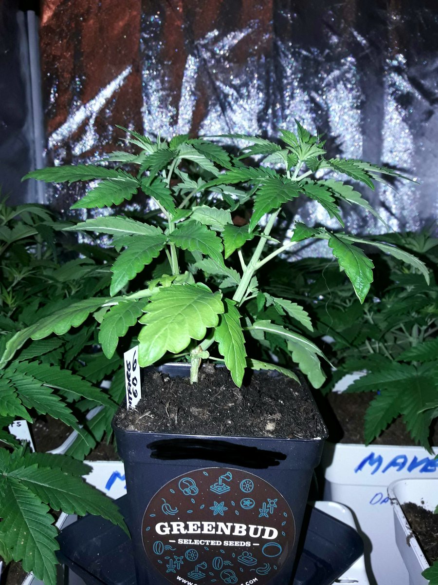 Apez140's tweet photo. Weed Día @GreenbudSeeds
Y Mejor inicio de semana para Tod@s #CrewGrande.
Mirad #SpitfireOne, que simpática ella.
Mi Saludo, Paz Y Semis:))) https://t.co/9mKXZ7SuOt