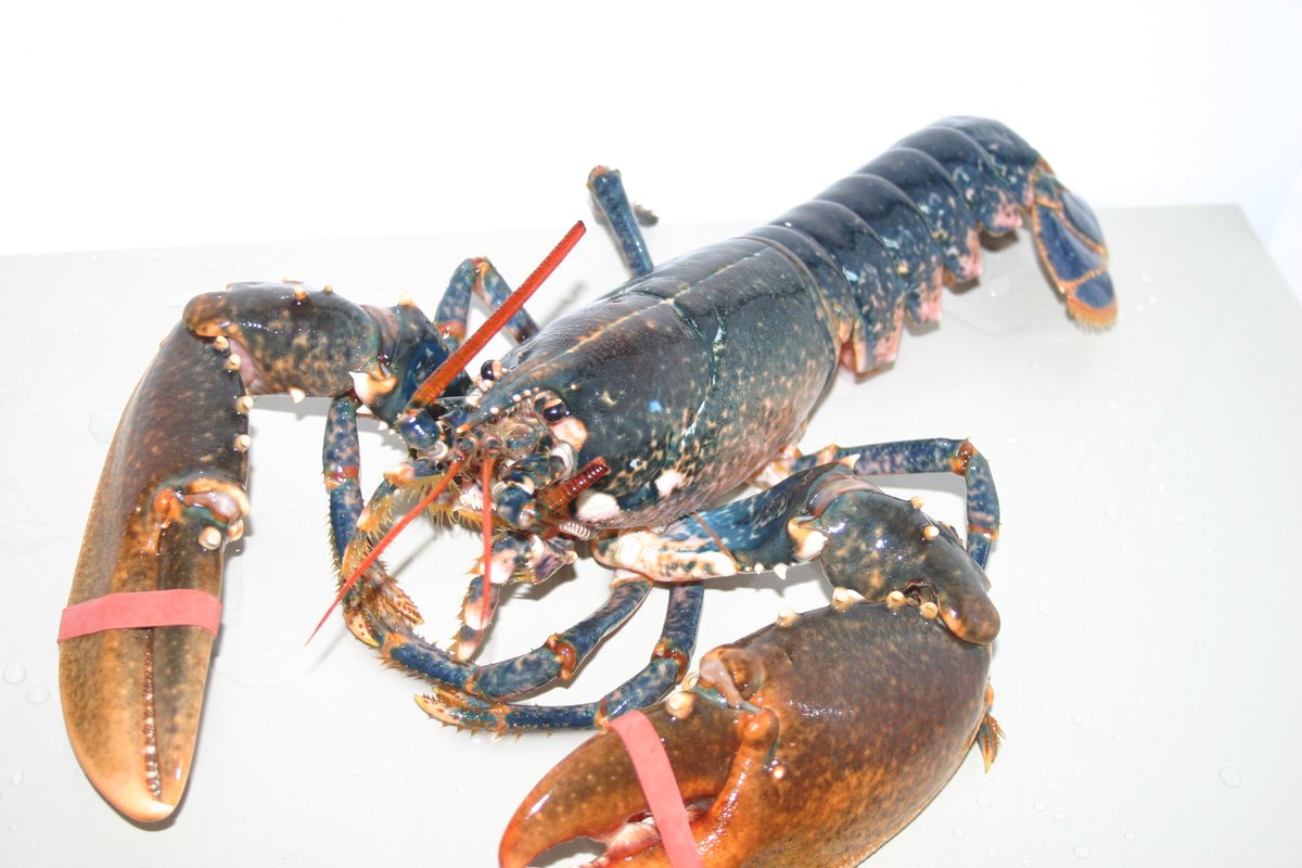 ToddFishLobster's tweet photo. Fancy some tasty #lobsters for your #BBQ this weekend.  Order now: https://t.co/Mbub41QhSl from your #sustainable #ethical lobstermongers https://t.co/dsIlqzoGxE