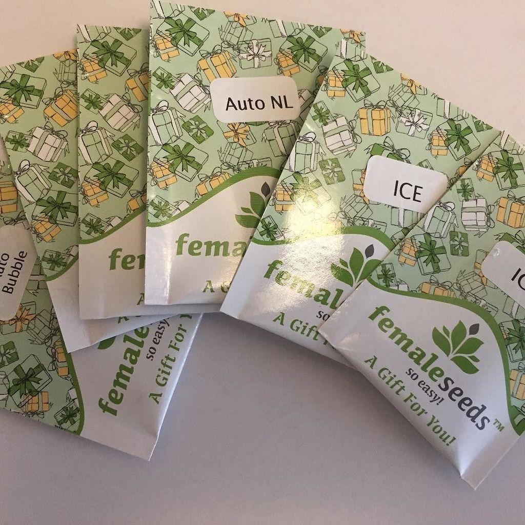 FemaleSeedsNL's tweet photo. New addition to the freebies family! From today #ICE, #autonl and #autobubble, along with #sexbud and #blueberrych… https://t.co/eILZZCQJ66 https://t.co/au1hl9Mtll