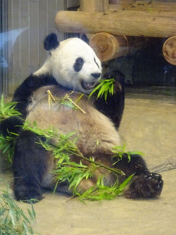 あーや パンダ Sur Twitter 本日の 上野のパンダ舎 一人で頑張るパパパンダ リーくん 1 座っていると子パンダと思われることもある 2 奥の部屋には生まれたばかりの赤ちゃんが寝てるんだ パンダ舎で大声出したりうるさい奴は食べちゃうぞぉ 3 シンシンの赤ちゃん