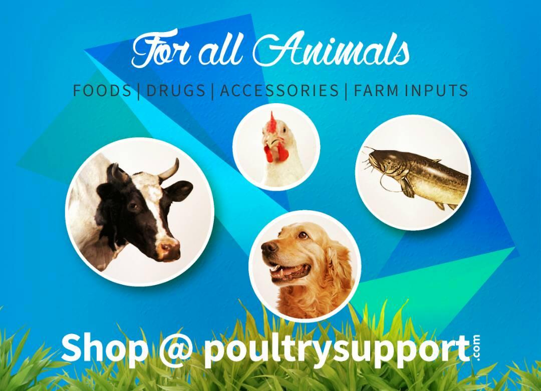 oluwashegzyy's tweet photo. Introducing https://t.co/l8hNWKm8uH the online market for quality farm products in Nigeria. #PoultrySupport 🐣🐖🐋 https://t.co/lzmUUOaV4K