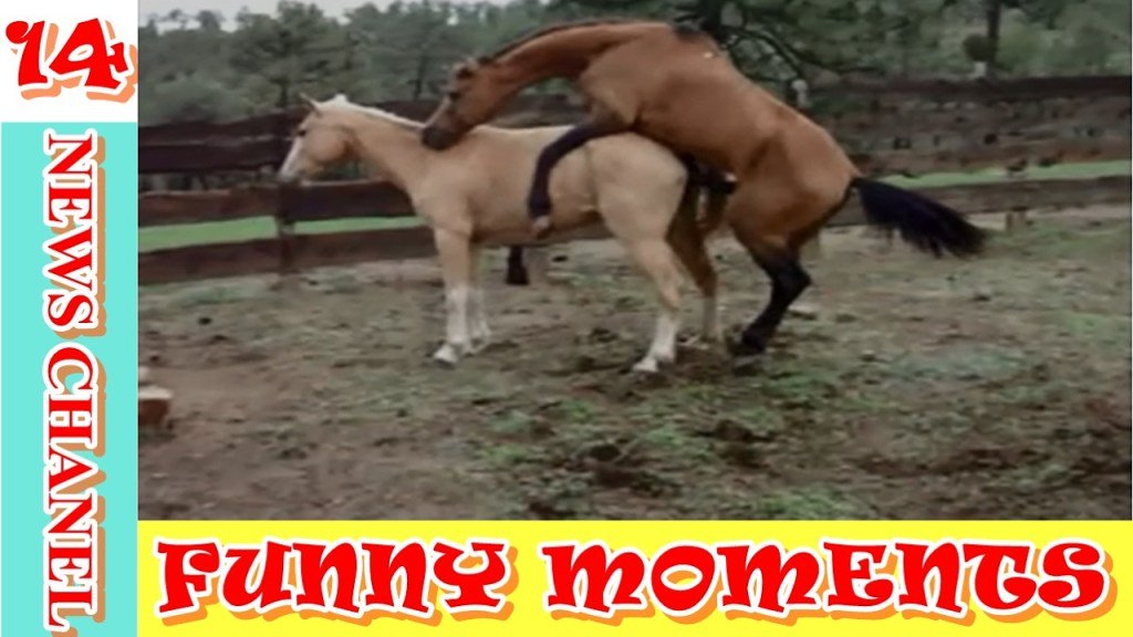 IFeedLol's tweet photo. Funny moments video 2017 – #14 Funny horse videos 2017 – Try not to laugh or grin… https://t.co/Tkyimu6BrF https://t.co/jeS0AJc3dc