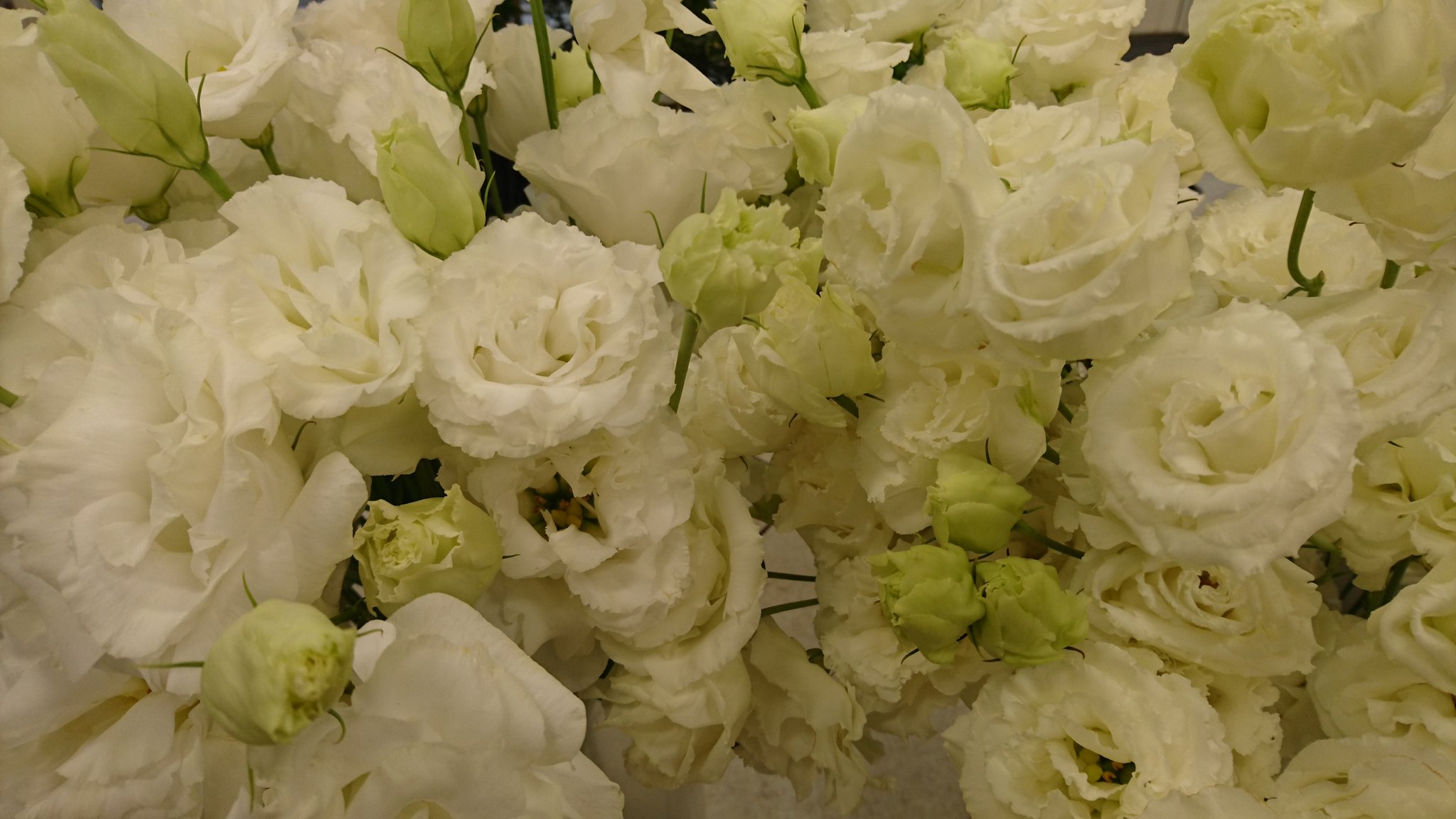 彩華堂 トルコキキョウ入荷しました ２種類です レイナホワイトとボンボヤージュホワイトで どちらも白系統 違いがわかりますか