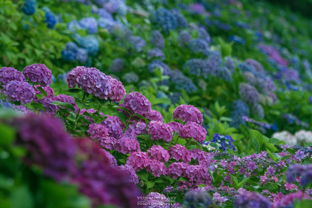 島根県が開発した紫陽花 万華鏡 が幻想的に美しい こんな品種もあるよ Togetter 島根県が開発した紫陽花 万華鏡 が幻想的に美しい こんな品種もあるよ Togetter