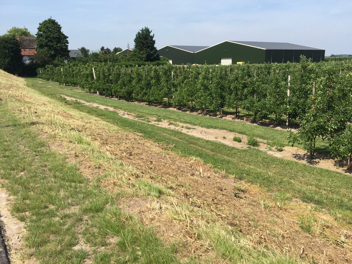 De ene overheidsinstantie subsidieert inzaaien bloemenmengsels voor bijen, de andere overheidsdienst maait ze plat... #ambtenarenlogica