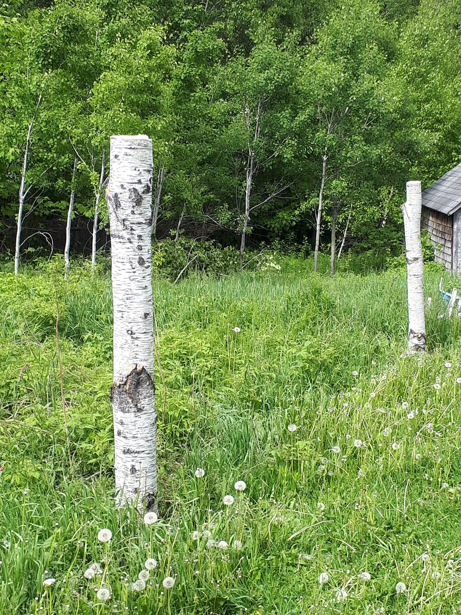 New fencing going up to keep the bears out but by Friday gonna need to stop <a href="/dolanspub/">Dolan's Pub</a> for a few refreshments