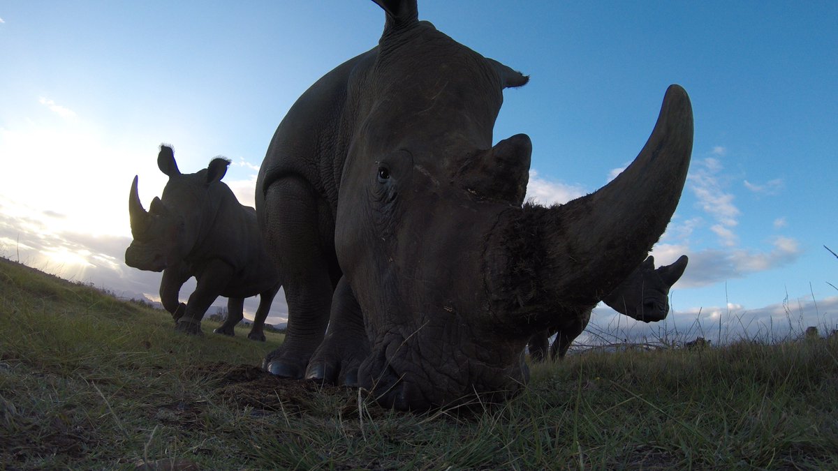 Jesús Calleja (@jesuscalleja) on Twitter photo Rhinos vistos en un peculiar ángulo gracias a #GoPro <a href="/GoProES/">GoPro España</a>, pronto en una espectacular serie de @zanskarproducciones con <a href="/kike_calleja/">Kike Calleja 🧗🏼</a> Rhinos vistos en un peculiar ángulo gracias a #GoPro <a href="/GoProES/">GoPro España</a>, pronto en una espectacular serie de @zanskarproducciones con <a href="/kike_calleja/">Kike Calleja 🧗🏼</a>