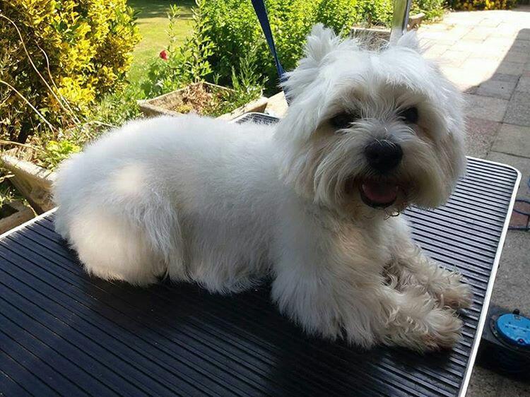 PupstarGrooming's tweet photo. Poppy new to pupstars #westie #Brentwood #essex #huttonmount https://t.co/ZNzHnLoQlW