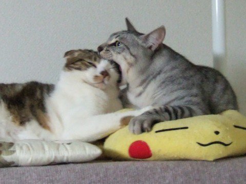 danni91_'s tweet photo. -Cuchame
-No.
-Q' me cucheeeeeee https://t.co/yUg2IGOdjZ