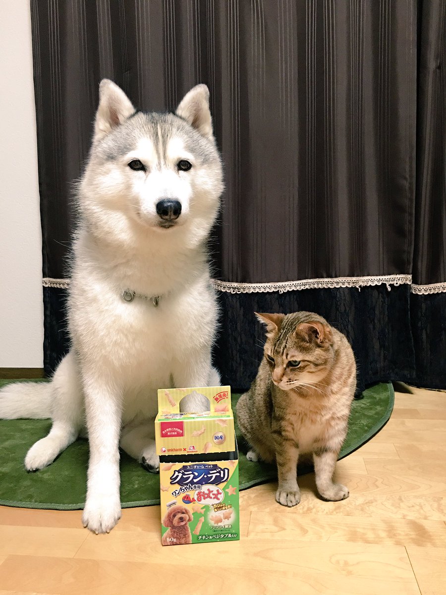 ハマジ 弟にもらった犬用おっとっと おシルだけでなく大吉もめっちゃ気に入って袋カサつかせただけで走って寄って来る 笑 あ かじってみたら美味しかったです