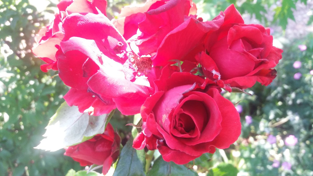 #heatwaveuk  <a href="/LymWild/">Flower Power Lymo</a> <a href="/EmmasFlowerHut/">Emma's Flower Hut</a>