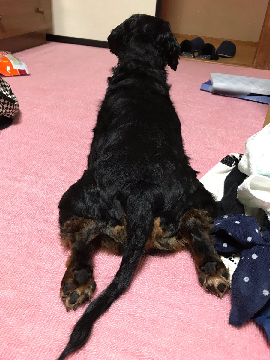 Twitter पर 輝桜 かぐさ うちの犬の伏せの仕方が特殊