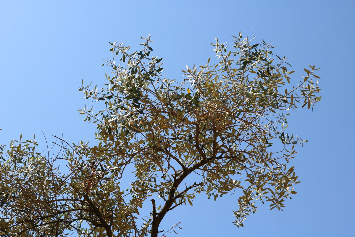 em_luxton's tweet photo. This is the world's oldest olive tree, in @TUlldecona  - it's over 1700 and still producing olives!! 

#BloggerxCatalunya #wellolive https://t.co/DI1SYEDjrT
