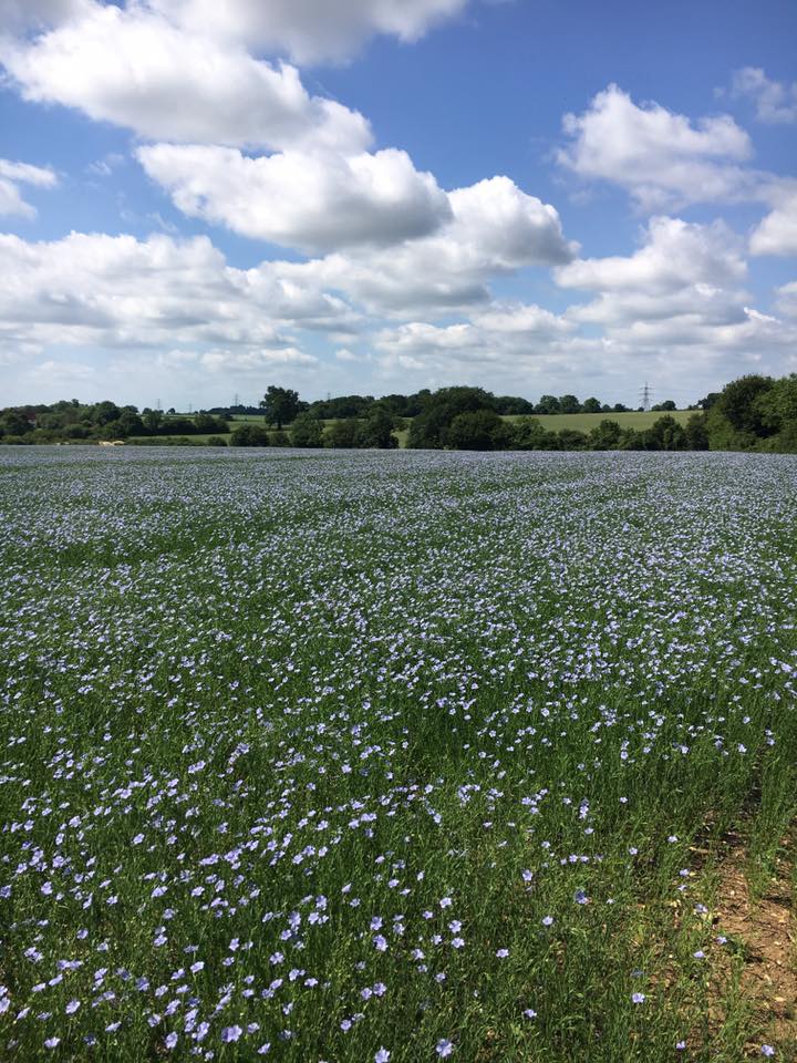 #linseed Beautiful blue Linseed!