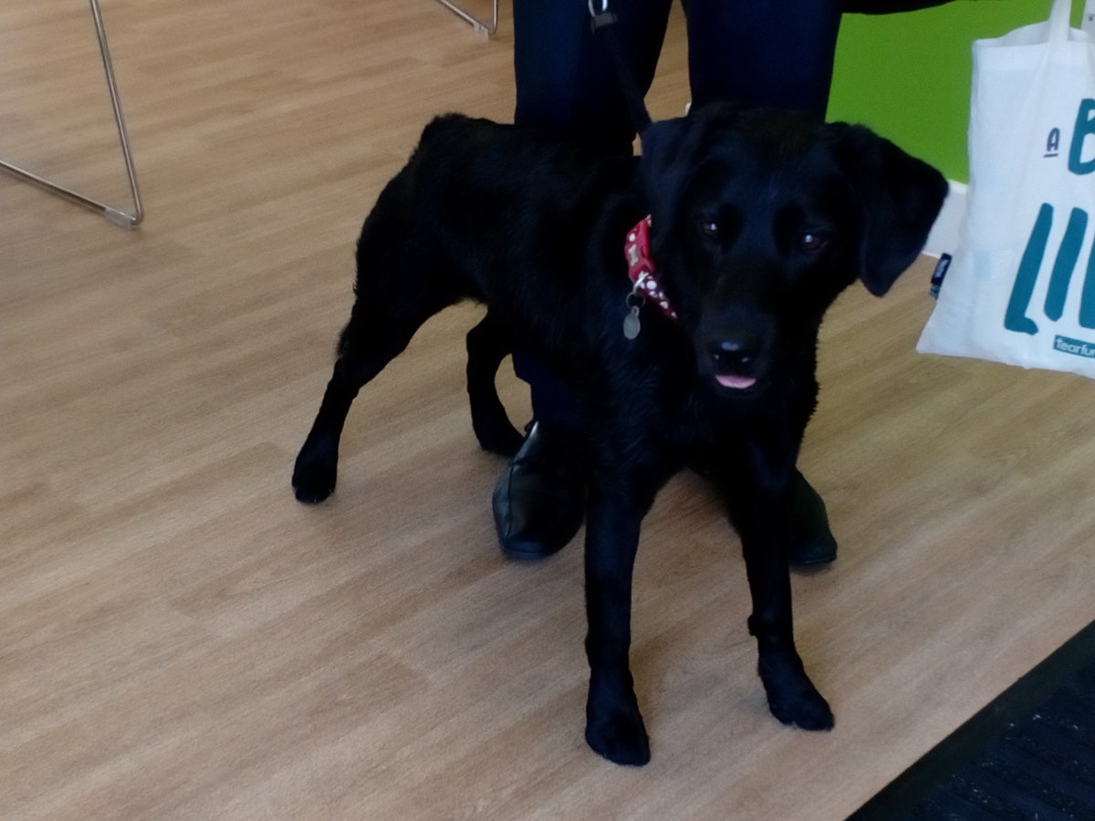 basepoint_hayw's tweet photo. Introducing the beautiful Isla from @BaseQuantum - She's gorgeous!
#WeLoveDogs
#BeautifulIsla https://t.co/0Z5TJDFuAV