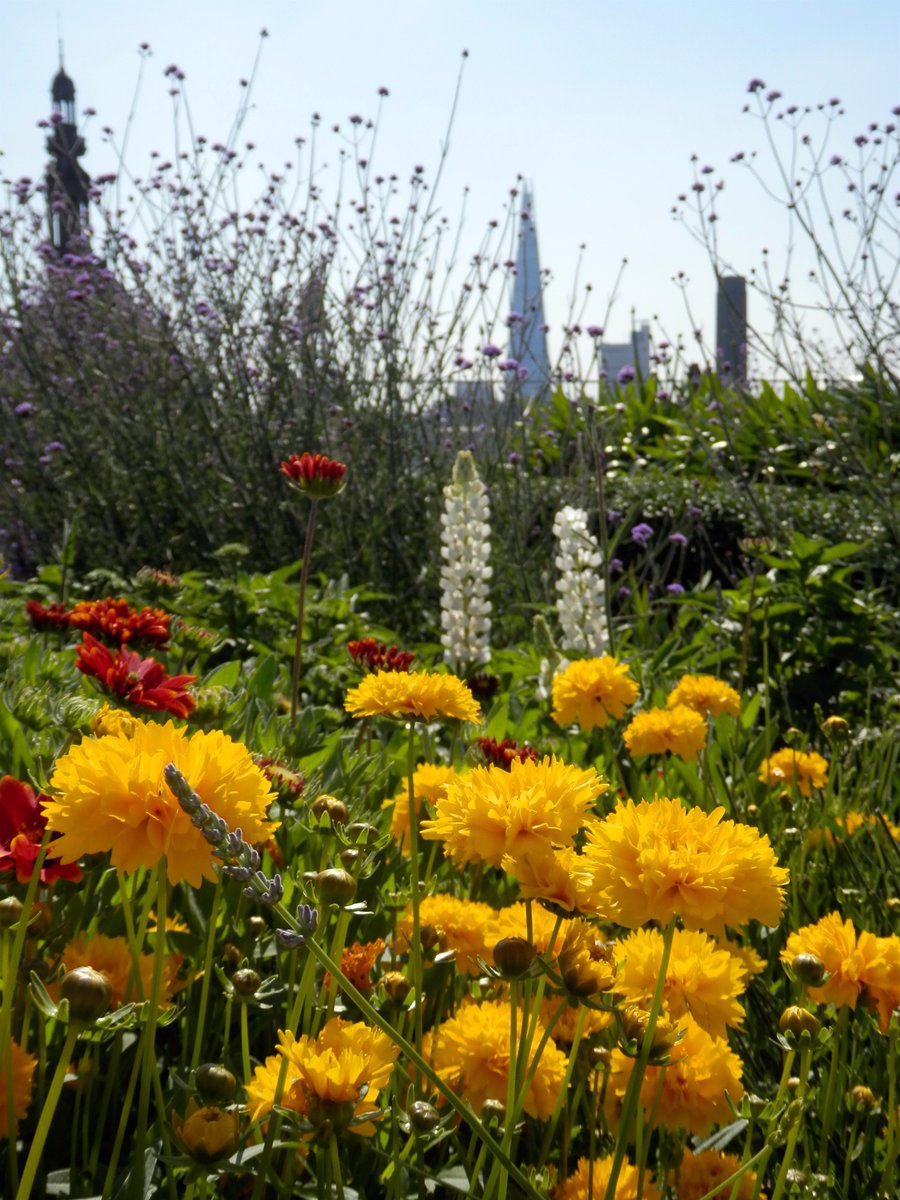 destreej's tweet photo. What a glorious @Opensquares weekend! Thanks to all organisers and volunteers, and to @HachetteUK @ESgloballaw roof garden bliss :) #OGSW17 https://t.co/lhn3OSgC8A