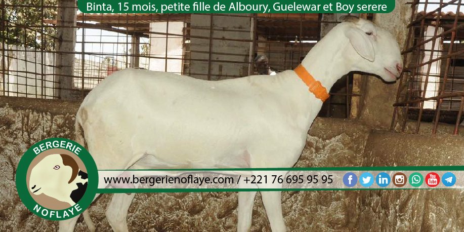 bergerienoflaye's tweet photo. Binta, 15 mois, petite fille d'#Alboury, #Guelewar et #Boy Serere.
https://t.co/b6vHpSfEGi https://t.co/51NIDVhwvm