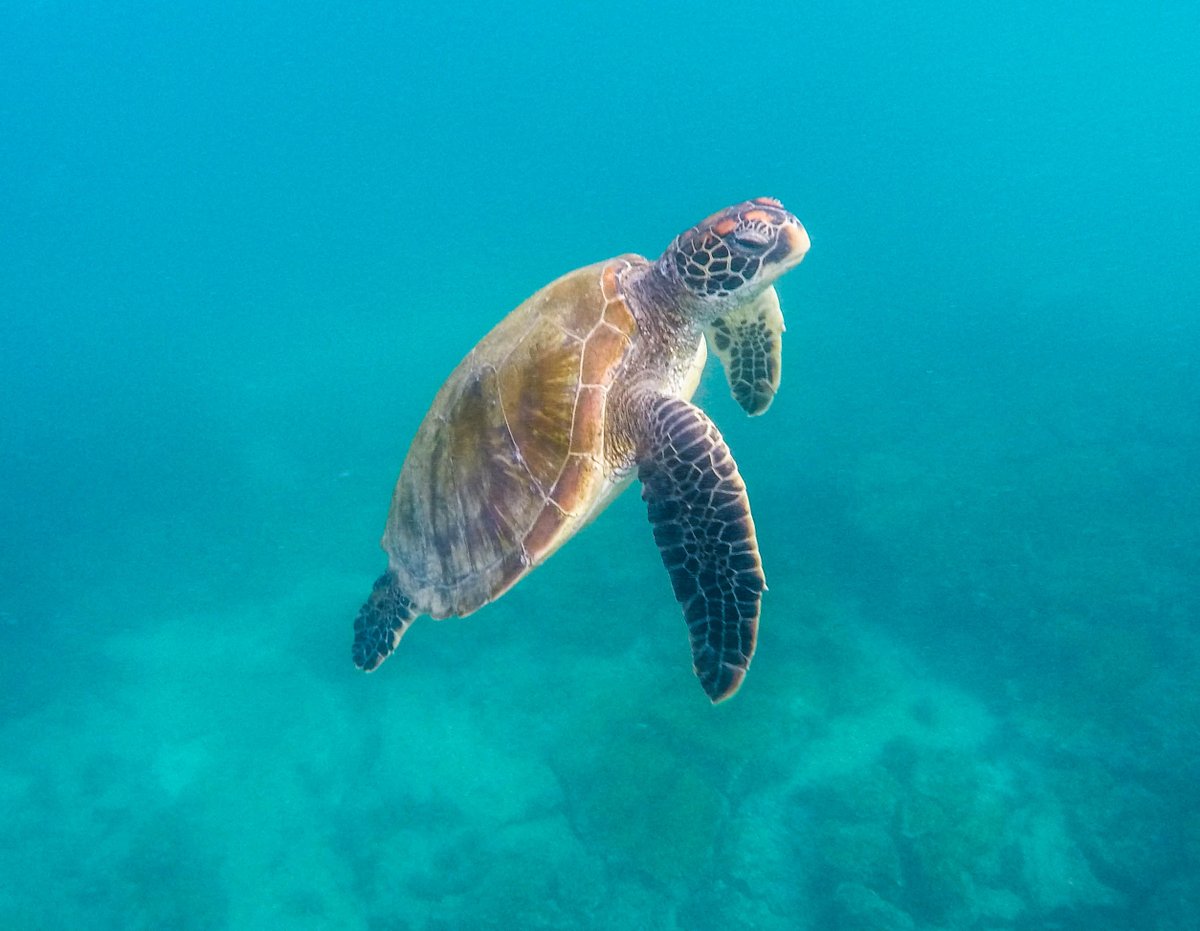 1000firststeps's tweet photo. @lonelyplanet What can the #world learn from #Galapagos Islands and its rules for tourists? Tried to find answers: https://t.co/h3MqdOlioj https://t.co/8MFc2whAS8