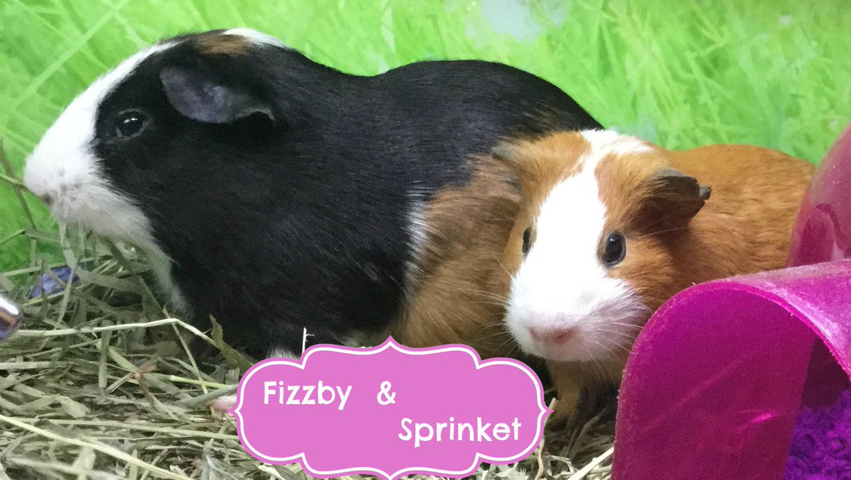 8) Adoptable guinea pigs Fizzby&Sprinket (named by neural network thank...