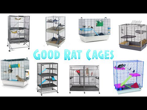 A cage for two rats should be 2.5 cubic feet at the least.                        #rats #ratcage #ratties
