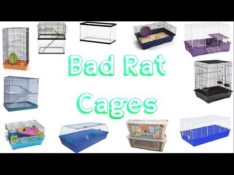 If you dont have the space, then maybe rats arent for you. Make sure your rats cage is large enough for the rats you are adopting. #rats