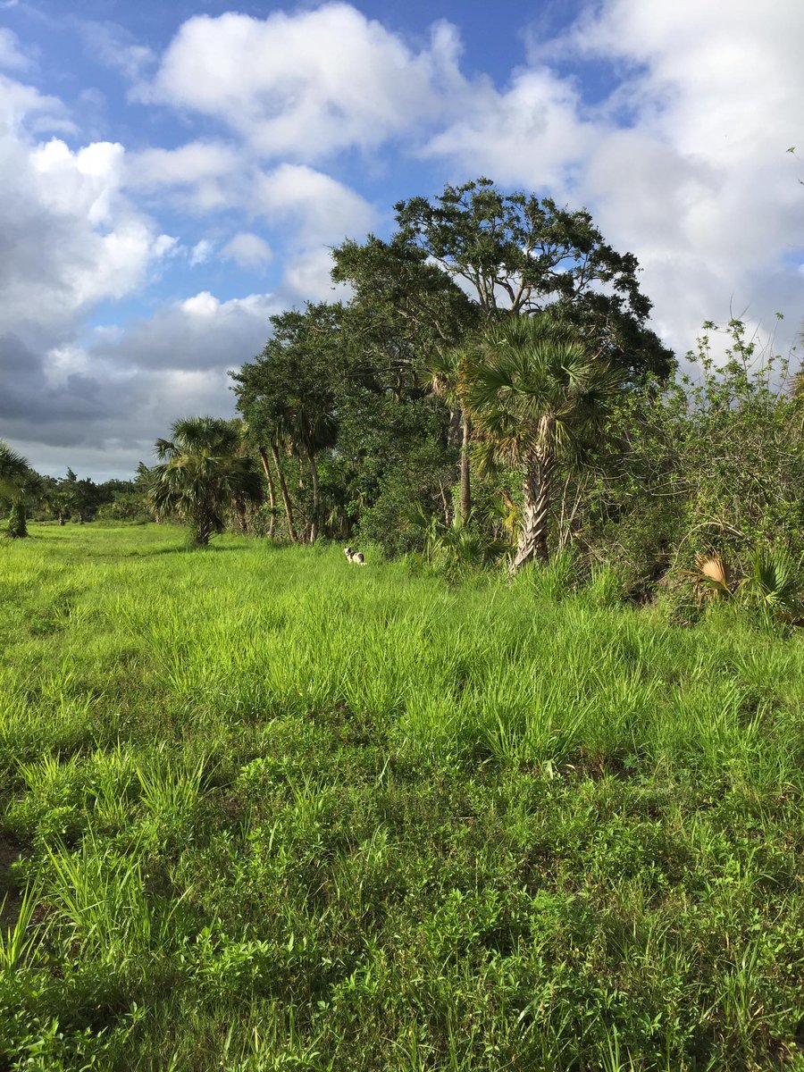 Real321Lux's tweet photo. Can you spot the Dude? Gorgeous day for some exploring! What are you up to? #florida #real321lux #brevardco https://t.co/MGRIBPTgUG