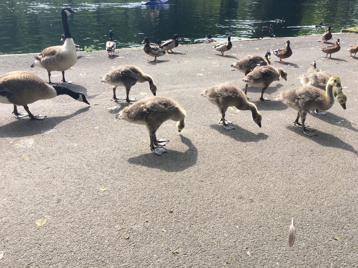 BankHall_care's tweet photo. Residents enjoyed a lovely morning in the sunshine at Thompsons park #hotweather https://t.co/myYgKevWbQ