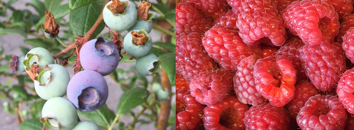 JuckerFarm's tweet photo. Heidelbeeren zum selber pflücken, Himbeeren in den Hofläden. JETZT! #farmticker #selfpicking #himbeeren #heidelbeeri https://t.co/jrJmjs4N57 https://t.co/9IDoKCS0p6
