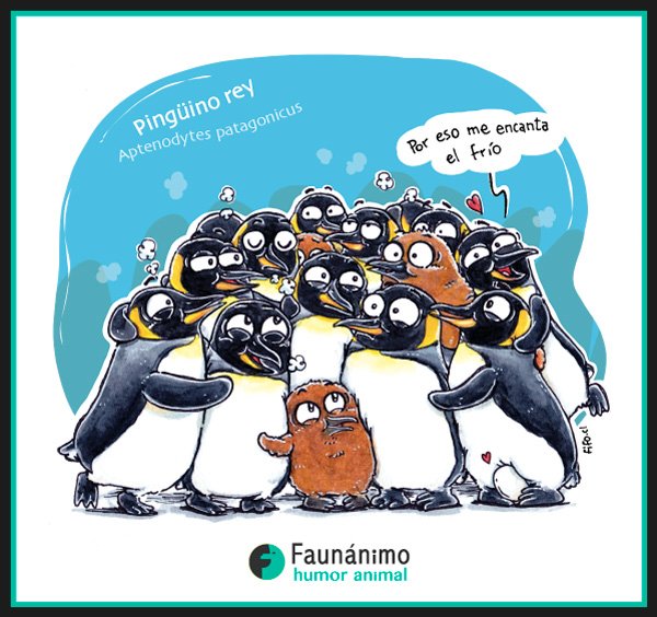 faunanimo's tweet photo. El frío pone más cariñosos a algunos.
Pingüinos rey
Conócelos más aquí: https://t.co/wEoEHUFuyC https://t.co/Sctgp4w5XH